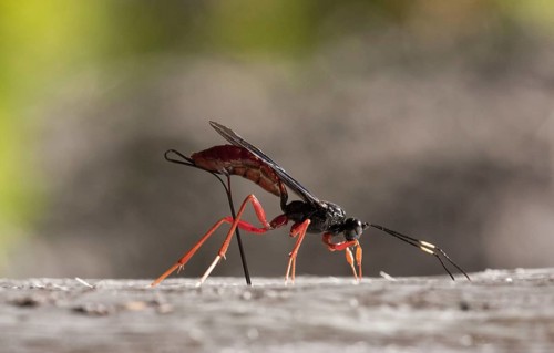 Giant ichneumon wasp