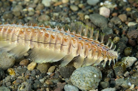 Golden golden fireworm