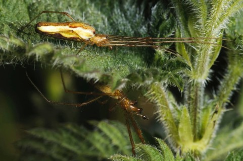 Common Stretch Spider