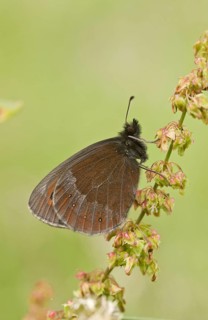 Scotch Argus