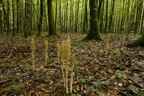 Flowering bird's-nest orchid