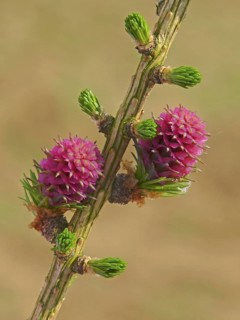 European larch