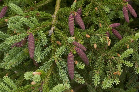 White cat spruce