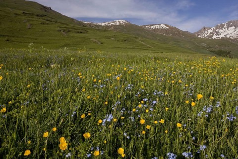 Species-rich pasture habitat with buttercups and forget-me-nots