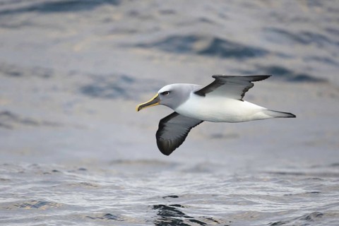 Adult buller's albatross