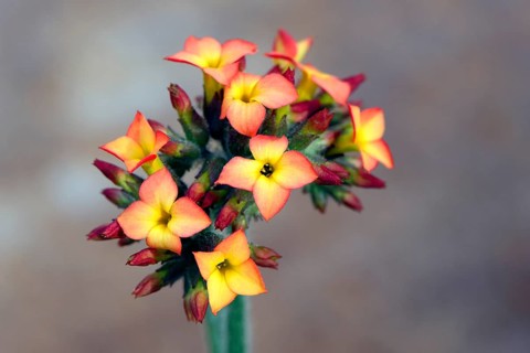 Kalanchoe