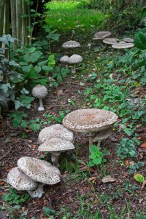 Parasol mushrooms