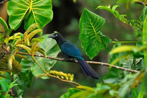 Smooth-billed Ani