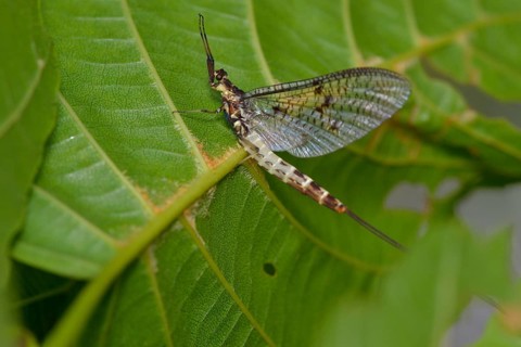 Danish mayfly