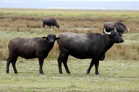 Asian water buffalo