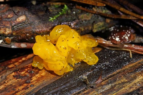 Golden-yellow Needlewood Trembler