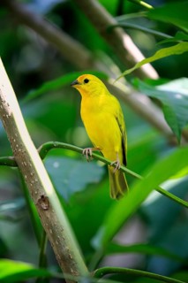 Saffron Finch