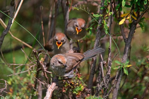 White-browed Tit Warbler
