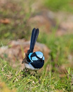 Lazure Wren