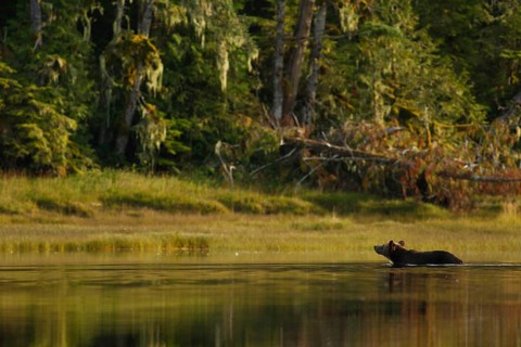 Grizzly Bear