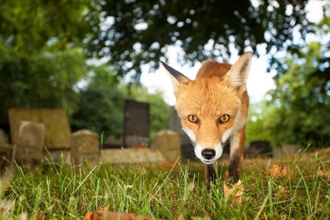 European Red Fox