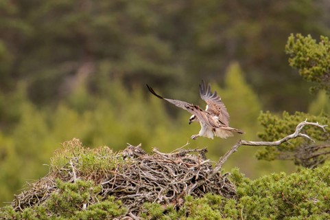 Western osprey
