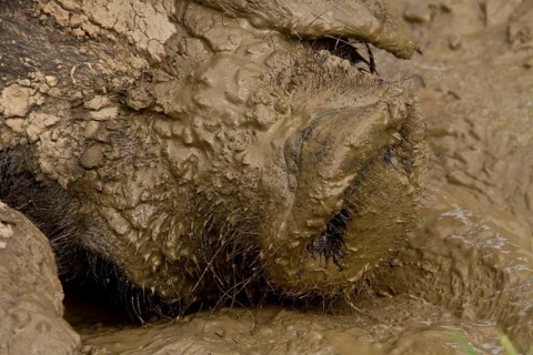 Big Black Pig in Mud Shoal