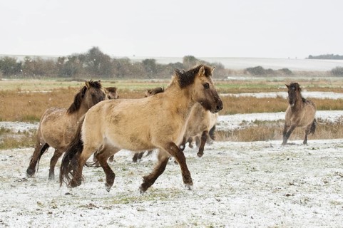 Conic horse