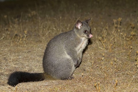 Common common brushtail possum