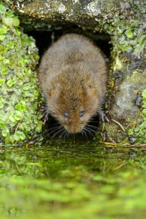 Eastern vole