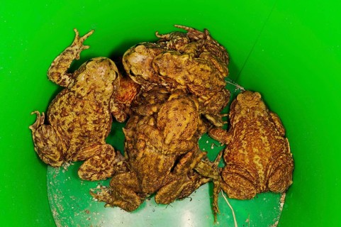 Common common toad