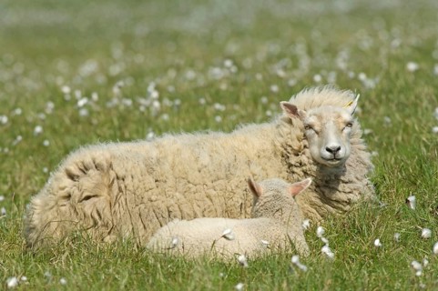 Domestic sheep