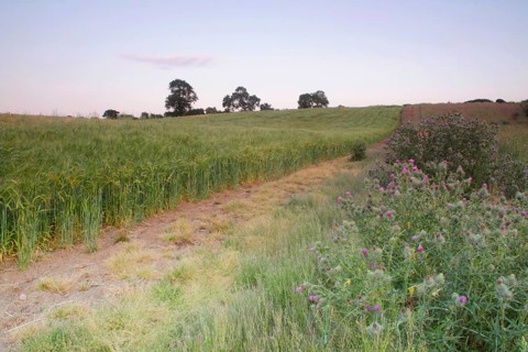 Barley