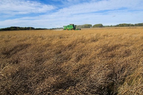 Oilseed rape