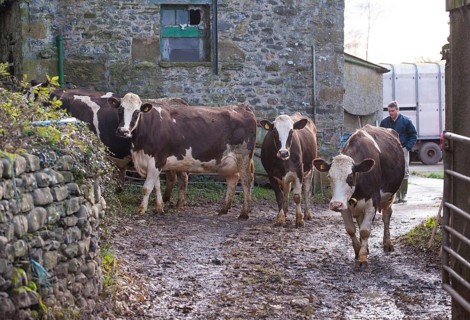 Domestic cattle