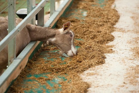 Domestic Goat
