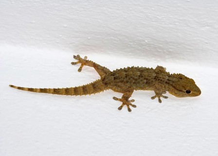 Moorish Gecko