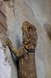 Spiny tailed Iguana at palmarium