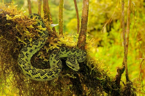 Black-green bush viper