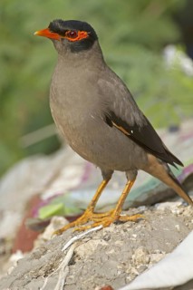 Bank bank myna