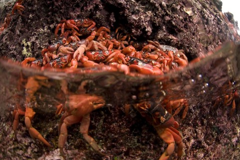 Christmas island red crab