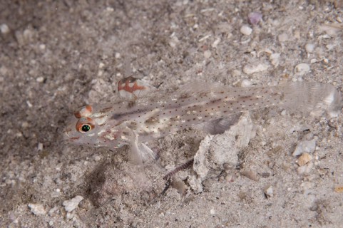 Signal Goby