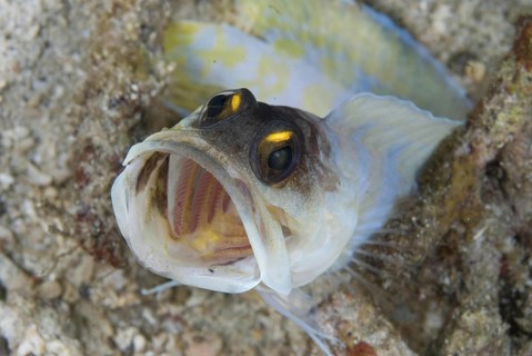 Adult Yellowbearded Johnfish