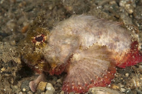 Glistening Eye Dragonfish