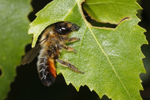 Willoughby's Leafcutter Bee