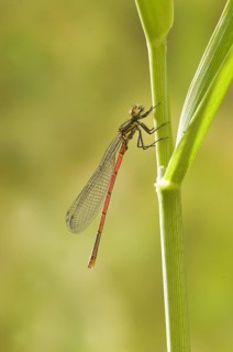 Early damselfly