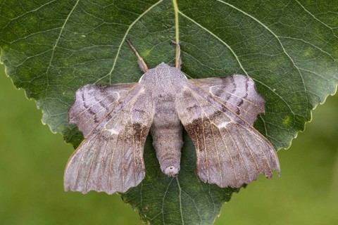 Poplar hawk-moth