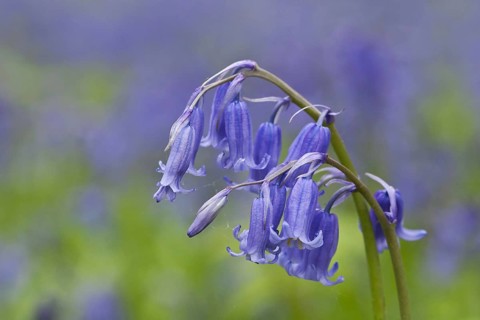Endymion hyacinth