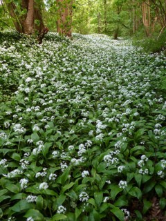 Ramsons