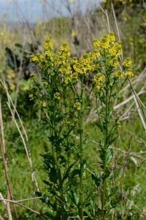 Wintercress