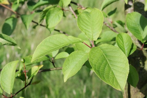 Bird Cherry close-up of leaves