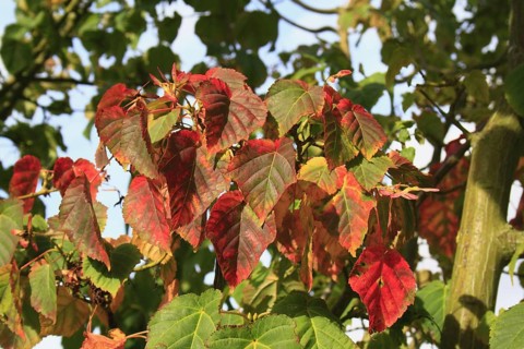 Pere David's pere david's maple