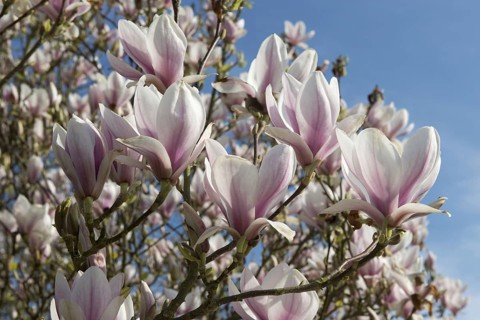 Saucer chinese magnolia