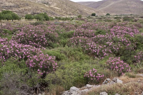 Oleander Nerium-Oleander