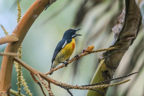 Palawan Flowerpecker